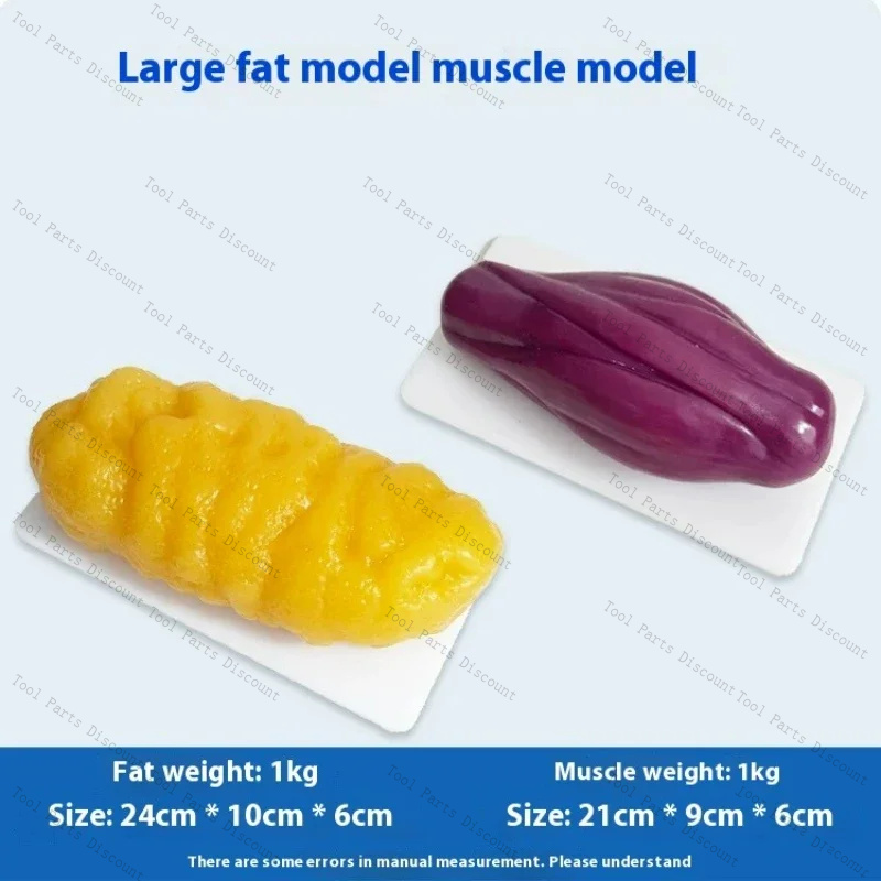 Nutrition Fitness Center - 인간 근육 모형 체중 감량 영양